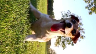 Aktif çılgın köpek Jack Russell Terrier komik dans oyunu oynuyor. Yazın yeşil çimlerde oyuncak almak için bekliyor. Dikey video görüntüleri. Sağlıklı gülümseyen bir dil köpek gibi neşeli bir havadan çıktı.