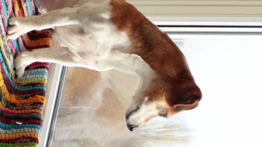 Pencereye bakan sevimli beyaz köpek yakından izler ve havlar. Çizgili otantik bir halıyla pencere eşiğinde oturuyordu. Köpek evde bekliyor. Dikey video görüntüleri