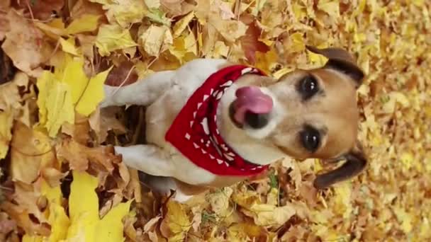 Чарівна Собака Сидить Серед Жовтого Осіннього Листя Парку Дивлячись Камеру — стокове відео