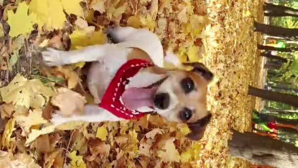 Активний Смішний Собака Біжить Граючи Осінньому Красивому Місті Перку Щасливий — стокове відео