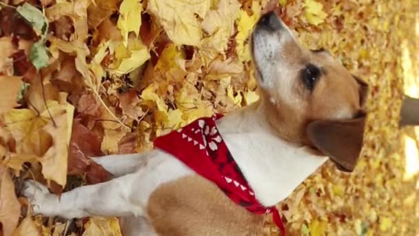 Собака Осінньому Парку Уважно Дивиться Відстань Озирається Навколо Стильний Червоний — стокове відео