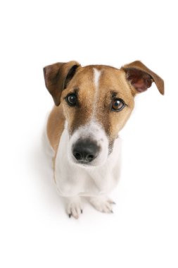 Sevimli köpek Jack Russell Terrier manzarası beyaz arka planda kendini adamış görünüyor. Sevimli hayvan temalı fotoğraf koleksiyonu serisi