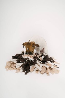 Köpek, yemek ararken paspas kullanıyor. Köpek bulmacası. Stüdyo çekimi. Küçük evcil hayvan Jack Russell Teriyer