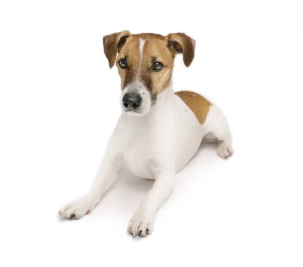 Cane Isolato Sdraiato Sul Bianco Cute Pet Jack Russell Terrier Foto Stock