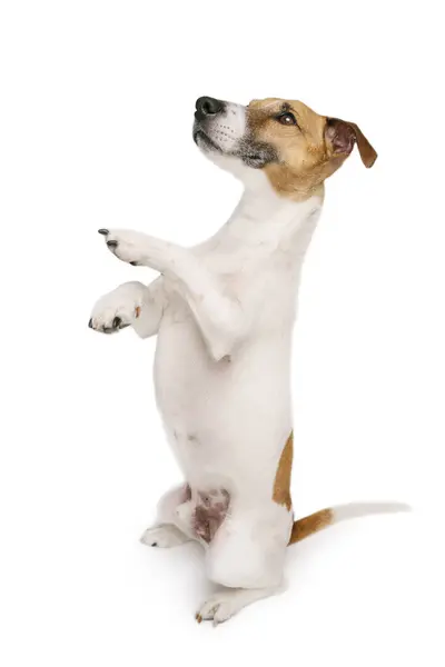 Усміхнений Навчений Собака Стоїть Задніх Ногах Виконує Трюк Командування Чарівний Стокова Картинка