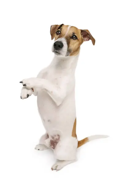 Симпатичная Дрессированная Собака Стоит Задних Лапах Выполняет Команду Трюка Очаровательный Стоковая Картинка