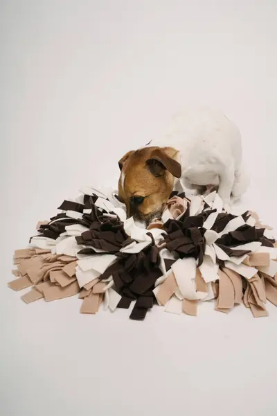フードトリートを探すサフルのマットを使用して食べることを支払う奇妙な犬 犬のパズル スタジオショット 奇妙な小さなペット ジャック ラッセル テリア ストック画像