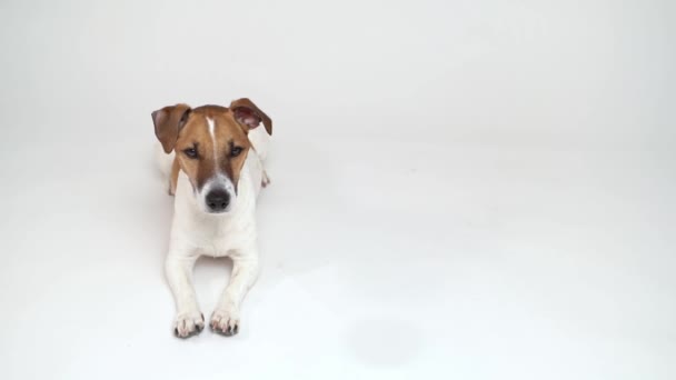 Chien Blanc Jack Russell Terrier Couché Sur Fond Studio Blanc — Video