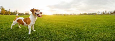 Gün batımında güneş ışınlarındaki genç köpek yeşil çimenli doğal çayır üzerinde tam bir büyüme içinde duruyor. Gülümseyen mutlu aktif hayvan dışarıda yaz gününün tadını çıkarıyor. Uzun yatay bayrak