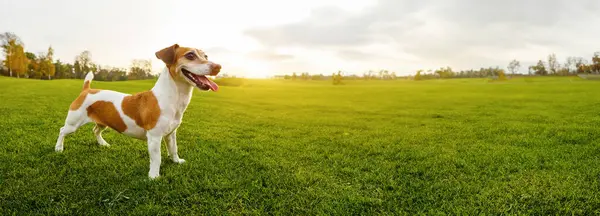日没の太陽光浴の若い犬は 明るい草で緑の自然の牧草の完全な成長に立っています 屋外で夏の日を楽しむ幸せなアクティブなペットの笑顔 ロング横のバナー ストック画像