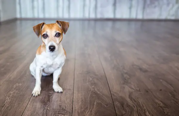 Netter Kleiner Weißer Hund Der Auf Holzboden Einer Modernen Wohnung lizenzfreie Stockfotos