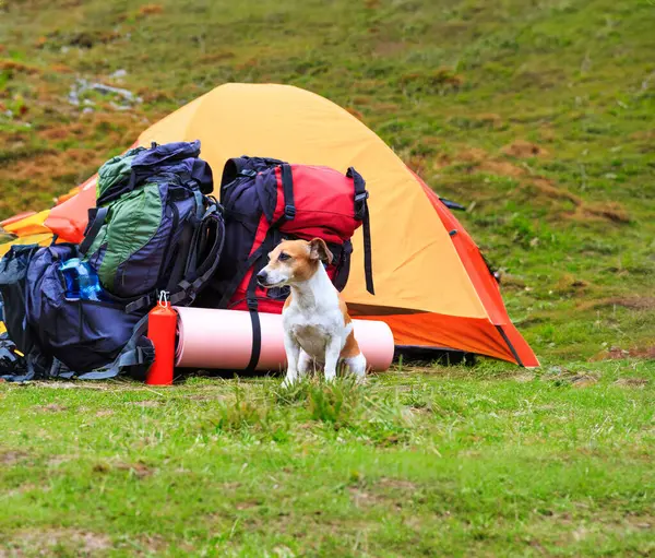 Pies Kempingowy Mały Piesek Siedzi Pobliżu Żółtego Namiotu Plecakami Wędrówce Obrazek Stockowy