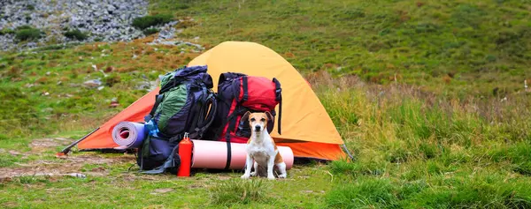 Hundelejr Lille Hund Sidder Nærheden Telt Med Rygsække Vandretur Bjergene Stock-billede
