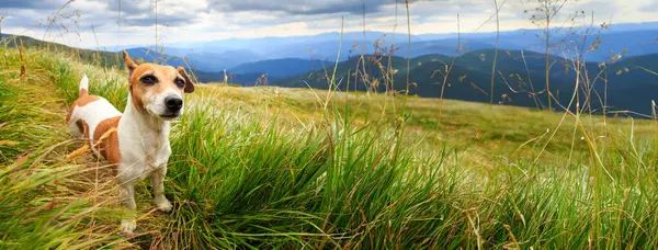 山の中の自然の中の犬 雨の曇った空 緑の草の風景と冒険の小さな犬ジャックラッセルテリアとの長い水平構成 ハイキング観光 ストック画像