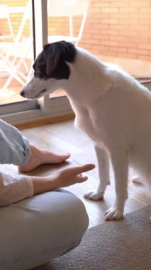Köpek ve bir kadın oturma odasında yerde oturuyorlar. Köpek emirlere uyar ve etkin bir şekilde pençe çakar. İkramlar, pozitif motivasyon. Sevimli ev dikey video görüntüleri