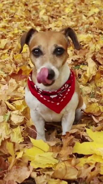 Чарівна Собака Сидить Серед Жовтого Осіннього Листя Парку Дивлячись Камеру — стокове відео