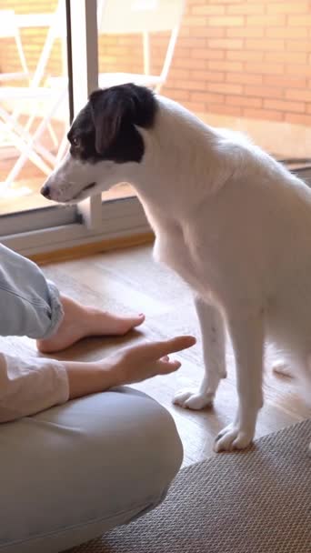 リビングルームの床に犬と女性が座っています 犬はコマンドをフォローし 積極的にポーハイファイブを与えます 積極的な動機づけをしています かわいい家の垂直ビデオ映像 — ストック動画