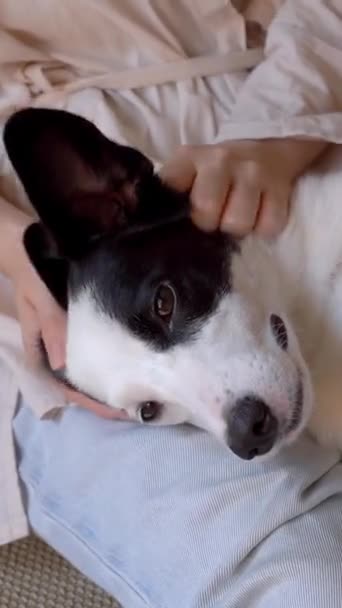 Собака Расслабилась Крупным Планом Наслаждаясь Прикосновением Руки Хозяйки Закрывая Глаза — стоковое видео