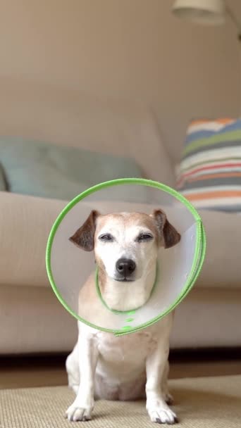 Pequeño Perro Senior Blanco Jack Russell Terrier Con Collar Isabelino — Vídeos de Stock