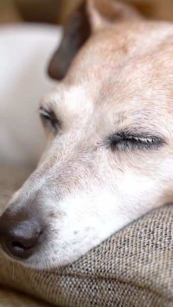 Dog Sleeping Beautiful Grey Haired Senior Dog Close Face Closing — Stockvideo