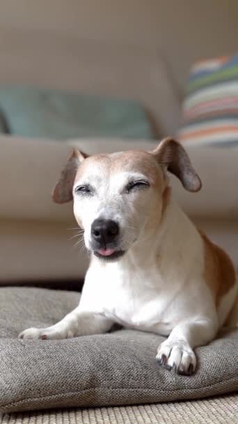 Pequeno Cão Idoso Branco Com Cabelos Grisalhos Encontra Travesseiro Chão — Vídeo de Stock