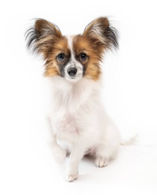 Beyaz üzerine köpek portresi. Şirin küçük Papillon oyuncak köpek oturuyor ve kameraya bakıyor. Büyük tüylü kulakları olan sevimli küçük bir hayvan.