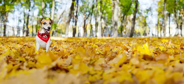 Sonbahar portresi köpeği park sarı, turuncu, altın renkli yapraklarda oturuyor. Kırmızı bandana eşarp için aksesuarlar. Gülümseyen mutlu hayvan. Uzun yatay bayrak