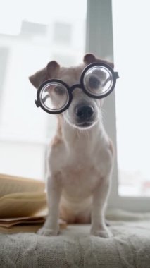 Akıllı köpek yuvarlak inek gözlükleriyle pencere pervazında oturur ve kameraya endişeyle bakar. Kitap okumaya başlar. Dikey komik video görüntüleri. Zeki profesör köpek şakası. 