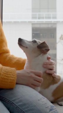 Yaşlı gri köpek Jack Russell terrier kadın sahibinin ellerini okşamayı sever. Evin pencere eşiğinde otururken, dışarıda kar yağıyordu. Sıcak yün turuncu kazak. Dikey video görüntüleri