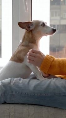 Kadın eli, kıdemli köpek Jack Russell Terrier 'ı okşuyor. Sıcak yünlü turuncu kazaklı bir kadın ve kucağında bir köpek pencere pervazında oturuyor. Dikey video görüntüleri. Sevgi ve bakım sahibi rahatladı. 