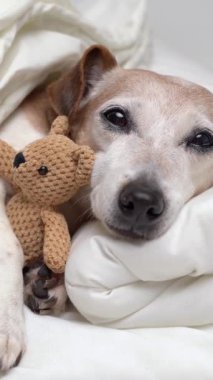 Küçük sevimli bir oyuncak arkadaşıyla beyaz yatakta uyuyan son sınıf köpeği Jack Russell Terrier. Dikey video görüntüleri şirin hayvanlar teması. Kameraya bakarken yüzünü kapat.