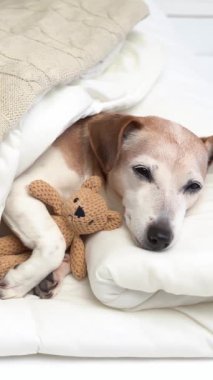 Küçük sevimli bir oyuncak arkadaşıyla beyaz yatakta uyuyan son sınıf köpeği Jack Russell Terrier. Dikey video görüntüleri şirin hayvanlar teması. İyi bir gün ya da sabah