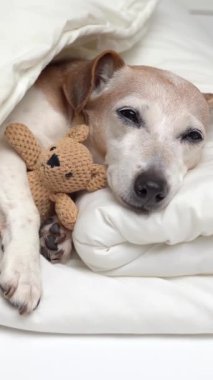 Beyaz yatakta küçük oyuncakları kucaklayan sevimli kıdemli köpek. Sıcak ev yatma zamanı. Dikey video görüntüleri. Uykulu yorgun köpek gözlerini kapar beyaz yatakta bir arkadaşına sarılarak uykuya dalar. 