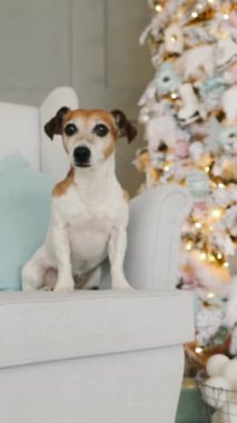 Noel ağacının yanındaki kanepede oturan sevimli köpek sabırsız bir şekilde bekliyor, sonra neşeyle atlıyor ve kaçıyor. Dikey video görüntüleri. Kış tatili temalı. Yeni yıl evcil hayvanı