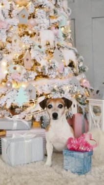 Sevimli, küçük sakin köpek Jack Russell Terrier Noel ağacının altında oturuyor hediyelerle çevrili ve kameraya bakıyor. Noel 'de aile ortamı. Hediyenin açılmasını bekliyorum. Dikey video görüntüleri