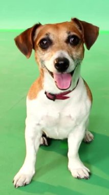 Kameraya bakıp gülümseyen sevimli mutlu köpek portresi. Yeşil krom anahtar arka planında tam gelişim içinde oturuyorlar. Meraklı yüz ifadesi olumlu duygular. Dikey video görüntüleri