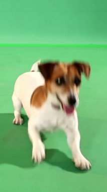 Koşan genç köpek Jack Russell yeşil ekranda sabırsız bir şekilde dans ediyor ve oyuncak atışını bekliyor. Dikey video görüntüsü krom anahtar yeşil arkaplan