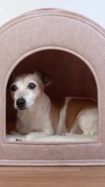 Son sınıf köpeği Jack Russell Terrier bej evde yatıyor, ilginç bir şekilde bakıyor, dışarı çıkıyor, kabini boş bırakıyor. Evcil hayvanlar için küçük bir ev. Dinlenmek için güvenli bir yer. dikey video görüntüleri