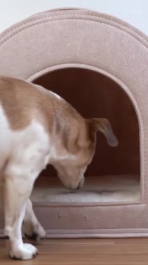 Sevimli köpek boş bej köpek kulübesine girer, içeri oturur ve kameraya bakar. Küçük bir ev hayvanı. Son sınıf köpeği Jack Russell Terrier dinleniyor. Dikey video görüntüleri