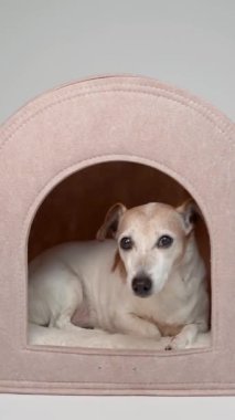 Son sınıf köpeği Jack Russell Terrier boş bir hayvan kulübesi kulübesine girer, uzanır, sakin, yorgun ve rahat gözlerle kameraya bakar, sonra rahatlar ve arkasını döner, uykuya dalar. Dikey video görüntüleri. 