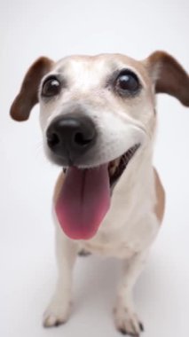 Komik geniş açılı köpek burnu. Ağzı açık ve heyecanlı bir şekilde nefes alan yaşlı köpek Jack Russell terrier dışarı çıktı ve mutluydu. Stüdyo beyaz arkaplan dikey video görüntüleri çekti