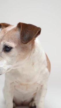 Akıllı yaşlı gri saçlı köpek Jack Russell Terrier 'ın kameraya bakan portresi. Ciddi konsantre görünüm. Beyaz arka plandaki evcil hayvan temasını kapat. Stüdyo çekimi. Sevimli küçük köpek. 