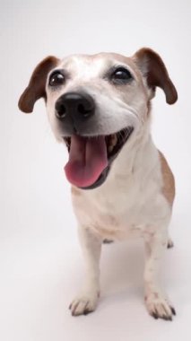 Mutlu köpek Jack Russell Terrier, 13 yaşında kameraya bakıyor ve dili dışarıda beyaz stüdyo arka planında gülümsüyor. Dikey video görüntüleri