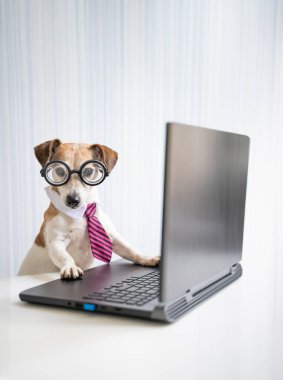 Akıllı köpek, dizüstü bilgisayar kullanarak masada oturur. İnek gözlükleri ve çizgili pembe kravatıyla kameraya bakar. Yönetici, serbest çalışan ya da programcı kodlaması. Dikey kompozisyon. Hafif arkaplan