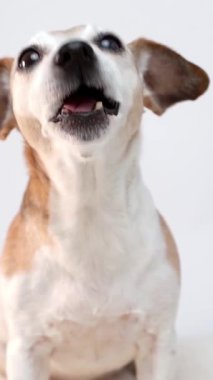 Beyaz arka planda küçük şirin bir köpek kameraya bakıyor ve el kamerasıyla verilen küçük bir elma parçasını çiğniyor. İştahla çiğniyor. Yavaş çekim dikey video stüdyosu