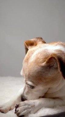 Köpek evcil hayvan yatağında yatar, pençelerini yalar ve ağza dokunur. Huzur içinde dinlenen yaşlı köpek Jack Russell Terrier. Dikey video görüntüleri. Gri arkaplan