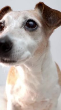 Kameraya bakarken köpek suratını kapat. Yaşlı gri saçlı evcil hayvanın akıllı gözleri videonun sonunda ahududu yiyor. Stüdyo. dikey video görüntüleri