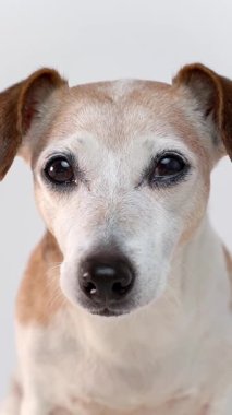 Kameraya bakan köpeği kapat. Zeki, yaşlı, güzel köpek Jack Russell Terrier portresi. Beyaz arkaplan ile çekilen dikey video görüntüleri 