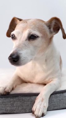 Akıllı sakin köpek gözleri kameraya bakıyor ve uykulu gözleri kapıyor. Beyaz sevimli Jack Russell teriyeri gri bir köpek yatağında yatıyor. Dikey video görüntüleri