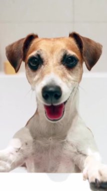 Köpeğin kafası küvetten dışarı bakıyor. Banyo yaptıktan sonra kaçmaya çalıştı. Banyo prosedürleri. Dikey video görüntüleri. Mutlu evcil hayvan Jack Russell Teriyer sağlıklı ev rutini
